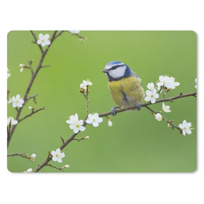Produktbild von MuchoWow® Mauspad Mousepad Blaumeise - Zweig - Blumen - Blühende Zweige - Vogel 40x30 cm - Mousepads - Maus Mat - Pad - Mausunterlage - Anti Rutsch