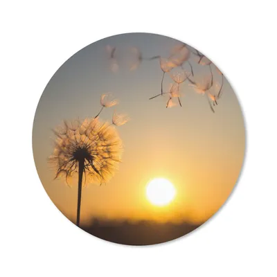 Produktbild von MuchoWow® Mauspad Mousepad Löwenzahn - Sonne - Sonnenuntergang 20x20 cm - Mousepads - Maus Mat - Pad - Mausunterlage - Schreibtischmatte