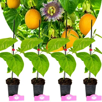 Imagen del producto de Set de 4 plantas de granadilla (Passiflora ligularis) – altura de 30 a 50 cm – maceta de 9 cm