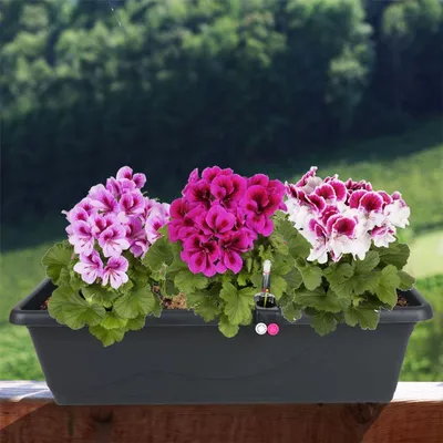 Image de Bac à fleurs EXTRA LINE ca. 60cm, anthra