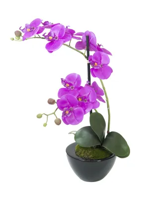 Obrázek produktu pro EUROPALMS Orchidejové aranžmá 4, umělé