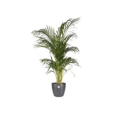 Image de brussels rund 30cm anthrazit