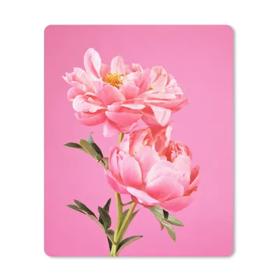 Produktbild von MuchoWow® Mauspad Mousepad Rosa Pfingstrosen mit rosa Hintergrund 19x23 cm - Mousepads - Maus Mat - Pad - Mausunterlage - Mauspads - Spielen