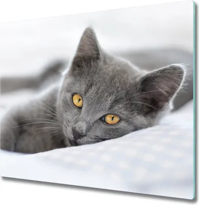 Produktbild von Glas Herdabdeckplatte 60x52 cm Spritzschutz Glasabdeckplatte Schneidebrett Graue Katze