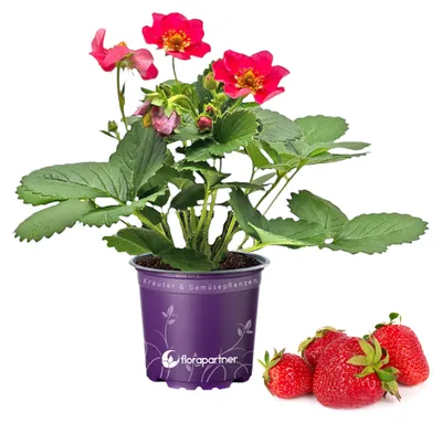 Produktbild von Erdbeer Pflanze "Toscana" Fragaria ananassa