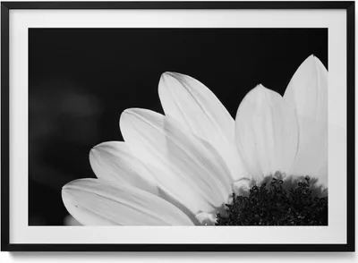 Produktbild von Gänseblümchenblüten in Schwarz-Weiß– Wandbild mit Rahmen – Gerahmtes Bild  – Wanddekoration – 100x70 cm –  Schwarz Rahmen