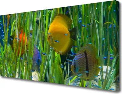 Produktbild von Tulup Leinwand-Bilder 100x50 Wandbild Canvas Kunstdruck Fische Natur
