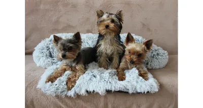 Obrázok produktu pre Petsofa pelíšek pro psa světle šedá Rozměr: XS