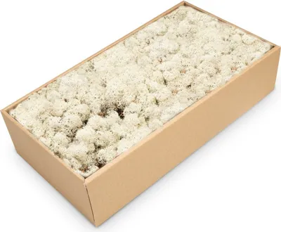 Produktbild von Islandmoos 500g in 30 Farben – Konserviertes Rentiermoos Natur, Farbe:Natur