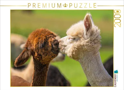 Produktbild von CALVENDO Puzzle Alpakafohlen | 2000 Teile Lege-Größe 90x67cm Foto-Puzzle für glückliche Stunden