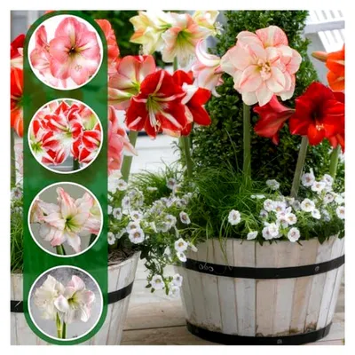 Produktbild von Amaryllis Geheimnis Kollektion - 10 große Blumenzwiebeln 26/30, winterhartes Hippeastrum für Zimmer und Garten, echte Pflanzen aus Holland