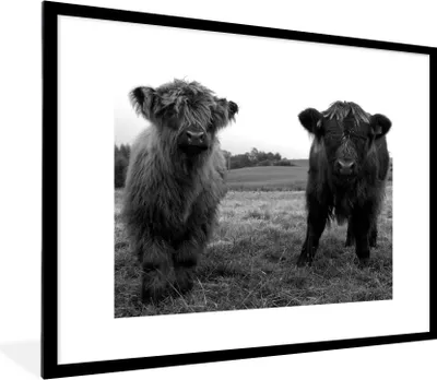 Produktbild von MuchoWow® Gerahmtes Poster Schottische Highlander - Kühe - Natur - Grün - Gras 80x60 cm - Poster mit Schwarzem Bilderrahmen Wandposter Rahmen Foto Bilder - Schlafzimmer-Dekorationen - Fotoposter