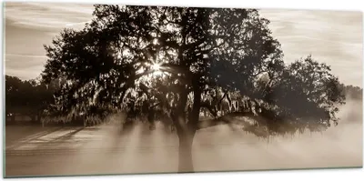 Produktbild von Bilder auf glas - Baum Feld Natur - 120x50cm - Glasbilder - Wandbilder - Kunstdruck - zum Aufhängen bereit - Wanddekoration aus Glas - Glas Bilder - Wandbild auf Glas - Einteilig - GAB120x50-3811