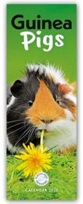 Image de Cochons d'Inde - Calendrier mince 2027