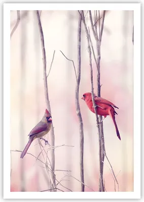 Produktbild von Poster - Poster ohne Rahmen - Vögel Kardinal Scharlachrot - 70x100 cm - Wand Bild - Wanddeko - Wandbilder - Kunstposter - Wandposter - Bilder - Kunstdruck - Wandbild - P2XPA70x100-4256