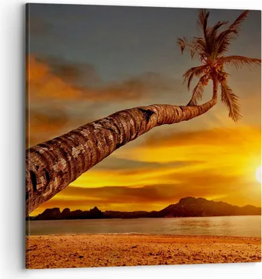Produktbild von Bild auf Leinwand - Leinwandbild - Palme Landschaft Sonne - 70x70cm - Wand Bild - Wanddeko - Leinwanddruck - Bilder - Kunstdruck - Wanddekoration - Leinwand bilder - Wandkunst - AC70x70-0162