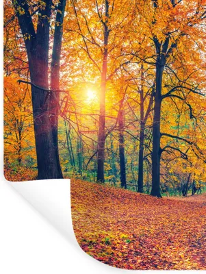 Produktbild von MuchoWow® Wandtattoo Wandsticker Wandaufkleber Bäume - Herbst - Wald - Herbstliche Blätter 60x80 cm Selbstklebend und Repositionierbar - Repositionierbar - Wasser abweisend