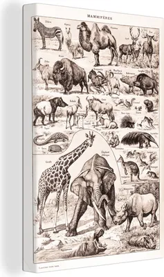 Produktbild von OneMillionCanvasses® - Leinwandbilder - 90x140 cm, Tiere - Elefant - Schwarz - Weiß, Wandbilder Kunstdruck Wanddekoration - Foto auf Leinwand - Gemälde auf Holzrahmen  - Wandschmucke - Schlafzimmer
