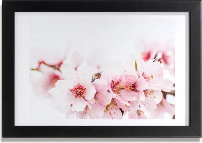 Produktbild von Bild 30x20 MDF-Rahmen, Wandkunst Kirschblüten