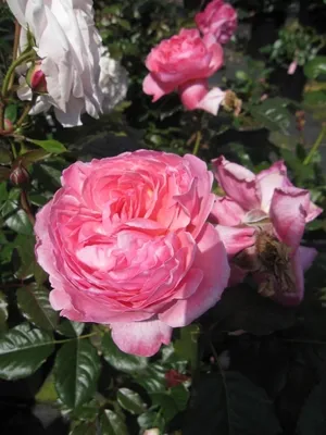 Produktbild von Rosa Herkules ® - Strauchrose Herkules ® - Kordes Rose