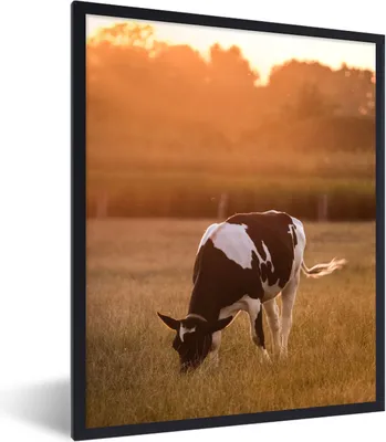 Produktbild von MuchoWow® Gerahmtes Poster Kuh - Sonne - Tiere 60x80 cm - Poster mit Schwarzem Bilderrahmen Wandposter Rahmen Foto Bilder - Premium - Wanddeko Wohnzimmer