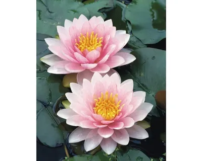 Produktbild von Seerose FloraSelf Nymphaea-Cultivars 'Hollandia' H 5-30 cm Co 1 L