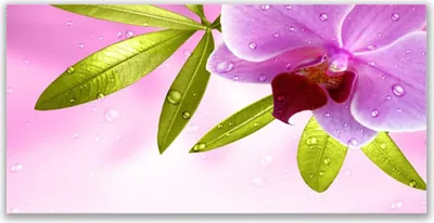 Produktbild von Tulup Leinwand-Bilder 120x60 Wandbild Canvas Kunstdruck Blume Blätter Pflanzen