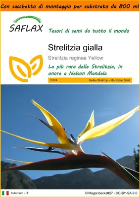 Immagine prodotto di SAFLAX Garden in the bag - Strelitzia gialla - 4 semi - Strelitzia
