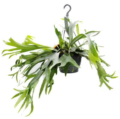 Produktbild von Platycerium bifurcatum - Geweihfarn - Große Solitärpflanze - im 21cm Ampeltopf