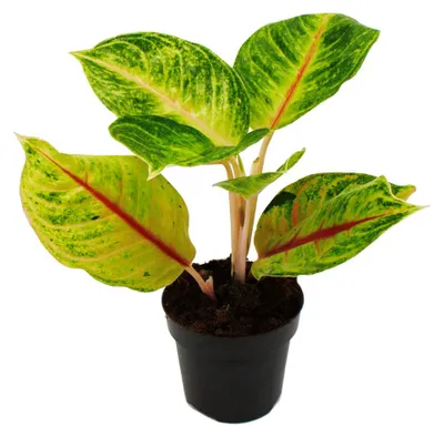 Produktbild von Aglaonema Iguana Red – Bunte Blätter – Ungewöhnliche Sorten – 12 cm – Höhe ca. 25–30 cm