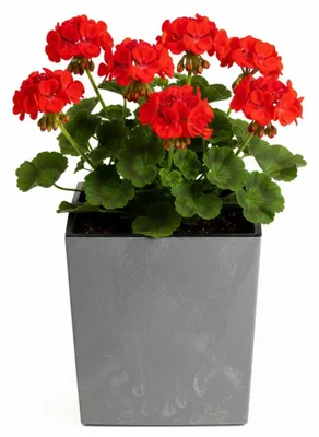 Image de HowHomely | Pot de fleurs - Bac à plantes - gris - 30 x 29 x 29 cm - Cache-pot - Aspect béton - Pratique