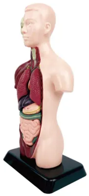 Produktbild von Anatomisches Skelettmodell – Lernset für den naturwissenschaftlichen Unterricht