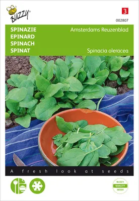 Zdjęcie produktu dla Szpinak Amsterdams Reuzenblad | Nasiona szpinaku od Buzzy Seeds