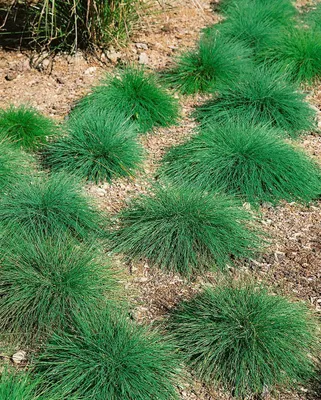 Produktbild von Festuca ovina, Schaf-Schwingel, ca. 9x9 cm Topf
