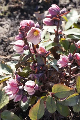 A close-up of pink hellebore flowers blooming in the garden.