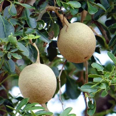 Produktbild von Elefantenapfel (Limonia acidissima)  - 10 Samen