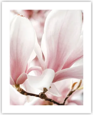 Produktbild von Poster - Poster ohne Rahmen - Zweig Magnolie Blume - 40x50 cm - Wand Bild - Wanddeko - Wandbilder - Kunstposter - Wandposter - Bilder - Kunstdruck - Wanddekoration - Wandbild - P2XPA40x50-4538