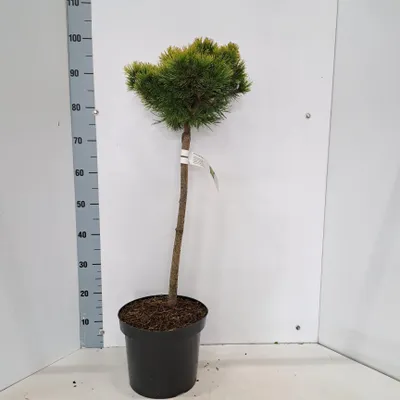 Produktbild von Pinus mugo 'Ophir' - Goldene Zwergkiefer | 50 cm im topf