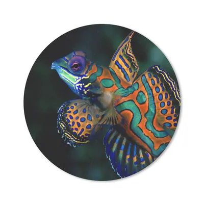 Produktbild von MuchoWow® Mauspad Mousepad Fisch - Meer - Orange 50x50 cm - Mousepads - Maus Mat - Pad - Mausunterlage - Vinyl