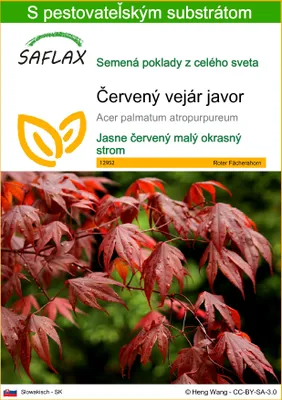 Obrázok produktu pre SAFLAX - Červený vejár javor - Acer palmatum atropurpureum - 20 Semená - S pestovateľským substrátom bez klíčkov