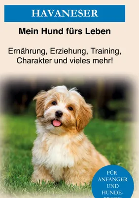 Produktbild von Havaneser