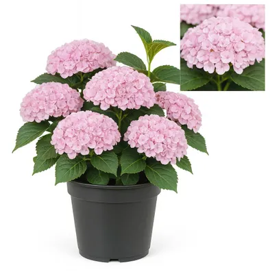 Zdjęcie produktu dla Egzotyczne serce – Hortensja – Hydrangea Magical Revolution Pink – 6–10 kwiatów – doniczka 23 cm