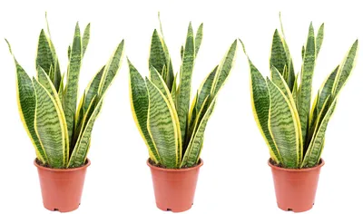 Produktbild von 3er-Set Bogenhanf - Sansevieria trifasciata Laurentii - Höhe ca. 35 cm, Topf-Ø 12 cm