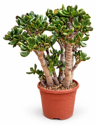 Produktbild von Crassula ovata gollum - Löffelstöckchen in Bonsai-Form - 19cm Topf 50cm hoch