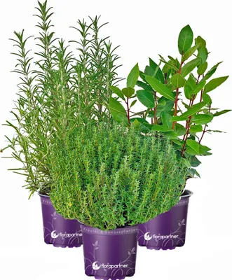 Produktbild von Kräuter-Set "Toscana"  Lorbeer-Rosmarin-Thymian
