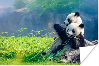 Produktbild von MuchoWow® Poster Panda - Bambus - Gras - Tiere 120x80 cm - Bilder