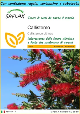 Immagine prodotto di SAFLAX Set regalo - Callistemo - 400 semi - Callistemon
