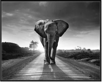 Produktbild von Wallario Wandbild Elefant bei Sonnenaufgang in Afrika schwarzweiß, Größe: 40,30 x 50,30 cm, Poster mit schwarzem Aluminiumrahmen