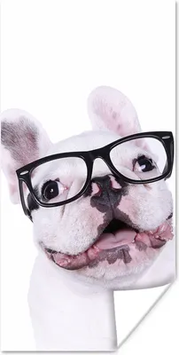 Produktbild von MuchoWow® Poster Hund - Brille - Hipster 80x160 cm - Kinderzimmer