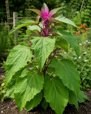 Produktbild von SaatPilot Chenopodium giganteum 1500 Samen Baumspinat, KI-generiertes Bild